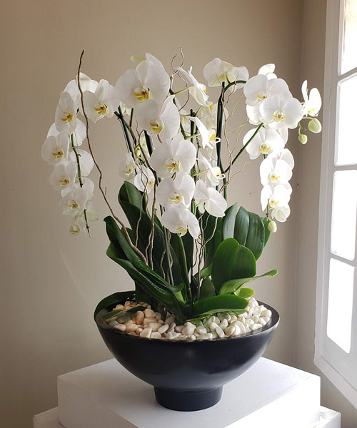 Orquídea Elegante